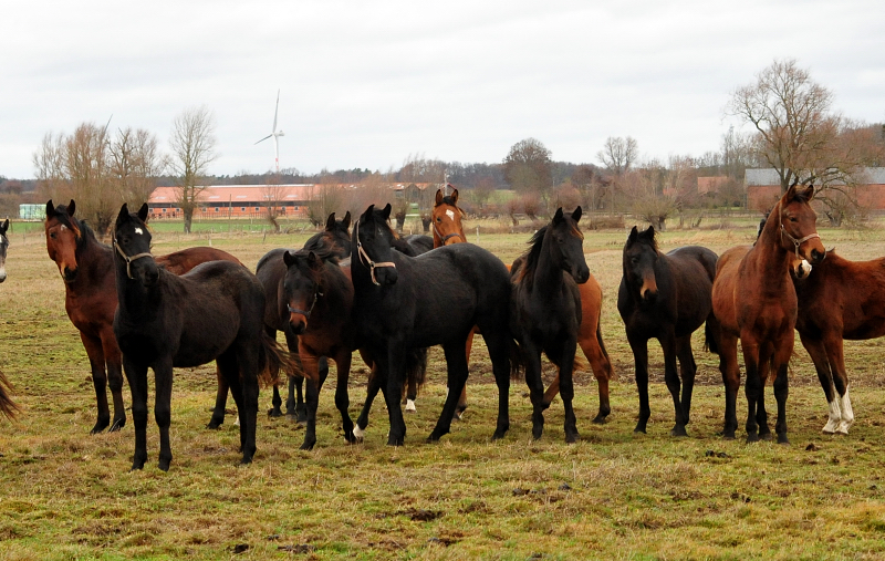 Die Gruppe der Jhrlingshengste Gestt Schplitz  - Trakehner Gestt Hmelschenburg - Beate Langels