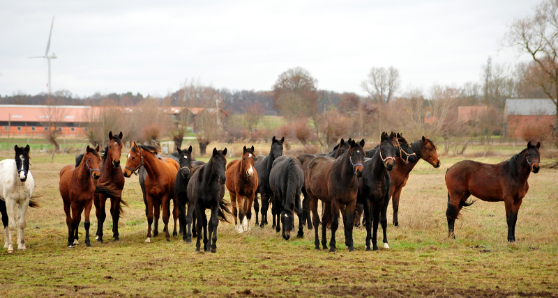 Die Gruppe der Jhrlingshengste Gestt Schplitz  - Trakehner Gestt Hmelschenburg - Beate Langels