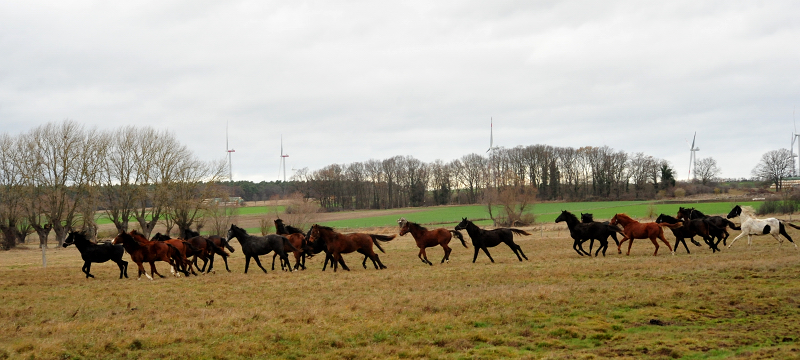 Die Gruppe der Jhrlingshengste Gestt Schplitz  - Trakehner Gestt Hmelschenburg - Beate Langels