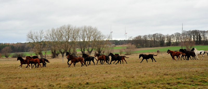 Die Gruppe der Jhrlingshengste Gestt Schplitz  - Trakehner Gestt Hmelschenburg - Beate Langels