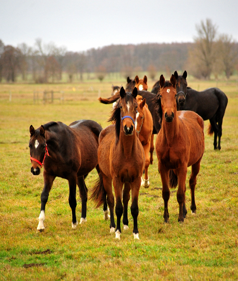 Die Gruppe der Jhrlingsstuten Gestt Schplitz  - Trakehner Gestt Hmelschenburg - Beate Langels