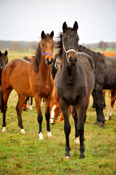 Die Gruppe der Jhrlingsstuten Gestt Schplitz  - Trakehner Gestt Hmelschenburg - Beate Langels