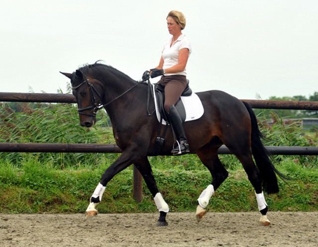 Oldenburger Hengst von Symont x Kostolany - Trakehner Gestt Hmelschenburg - Foto: Beate Langels