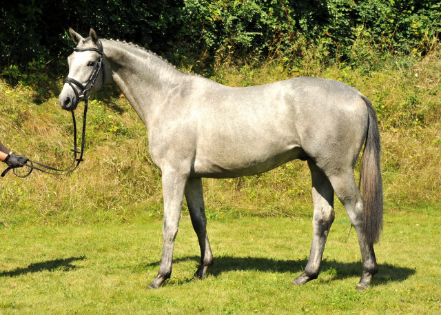 Hengst von Hofrat x Herzzauber, Foto: Beate Langels