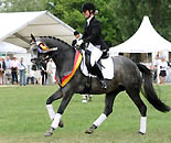 HamiltonReitpferdechampion der 3jhrigen Hengste, Foto Lune Jancke