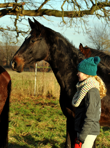 2jhriger Hengst von Kostolany u.d. Schwalbenfeder v. Summertime - 9. Januar 2016  im
Trakehner Gestt Hmelschenburg