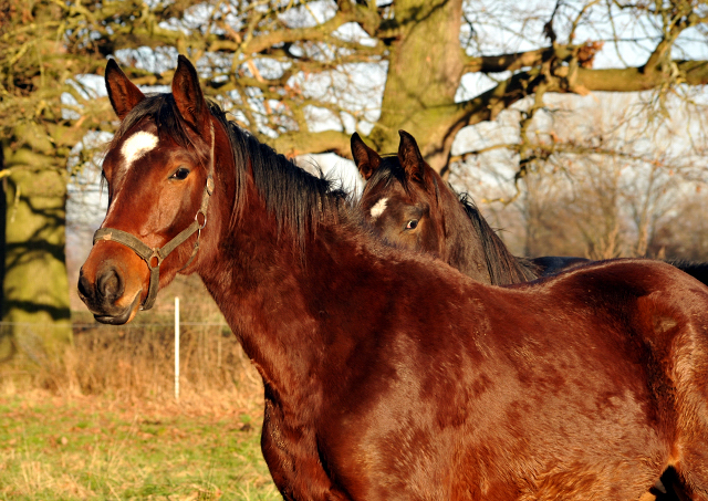 Die Gruppe unserer 2jhrigen Hengste - 9. Januar 2016  im
Trakehner Gestt Hmelschenburg