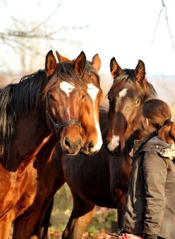 Die Gruppe unserer 2jährigen Hengste - 9. Januar 2016 im
Trakehner Gestüt Hämelschenburg