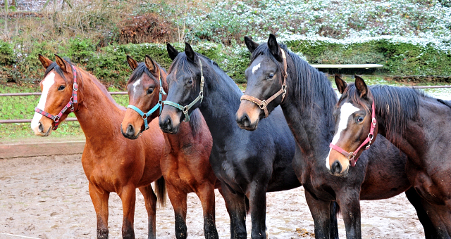 9. Januar 2021 unsere zweijhrigen Hengste - Foto: Beate Langels - 
Trakehner Gestt Hmelschenburg