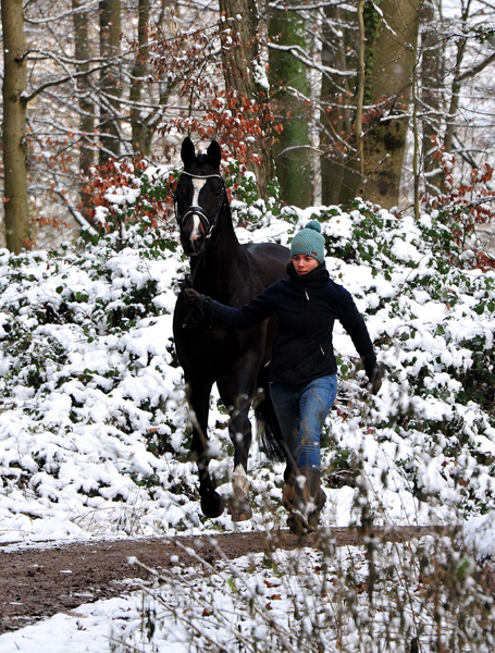 Es hat geschneit: Saint Cyr von Kostolany - Foto: Beate Langels - 
Trakehner Gestt Hmelschenburg