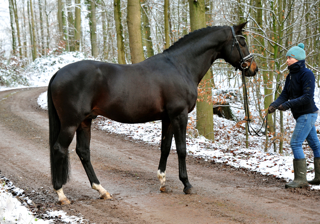 Es hat geschneit: Saint Cyr von Kostolany - Foto: Beate Langels - 
Trakehner Gestt Hmelschenburg