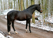 Impressionen vom Januar 2021 - Trakehner Gestt Hmelschenburg  - Foto: Beate Langels