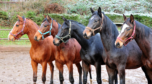 9. Januar 2021 unsere zweijhrigen Hengste - Foto: Beate Langels - 
Trakehner Gestt Hmelschenburg