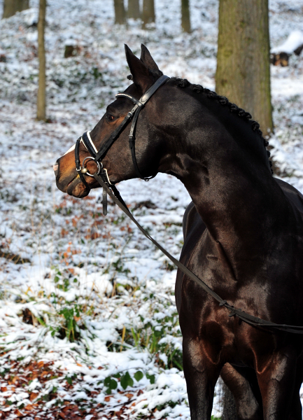 Es hat geschneit: Saint Cyr von Kostolany - Foto: Beate Langels - 
Trakehner Gestt Hmelschenburg