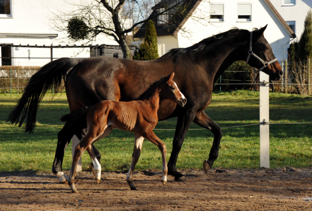Stutfohlen von Oliver Twist u.d. Prmienstute Rominten v. Manrico - Foto: Beate Langels