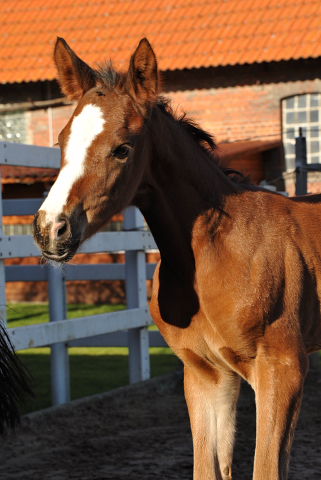 Stutfohlen von Oliver Twist u.d. Prmienstute Rominten v. Manrico - Foto: Beate Langels