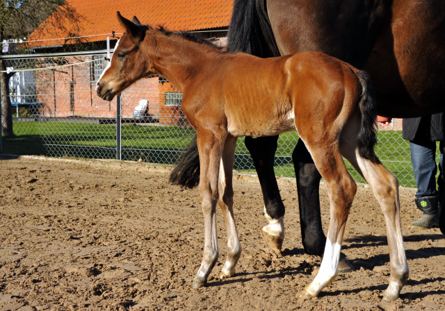 Stutfohlen von Oliver Twist u.d. Prmienstute Rominten v. Manrico - Foto: Beate Langels