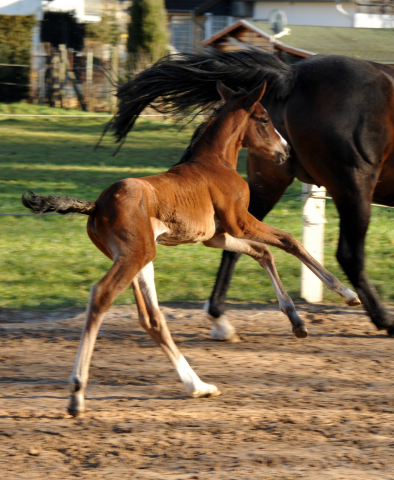 Stutfohlen von Oliver Twist u.d. Prmienstute Rominten v. Manrico - Foto: Beate Langels