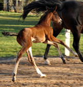 Trakehner Stutfohlen von Oliver Twist u.d. Prmienstute Rominten - Foto Beate Langels