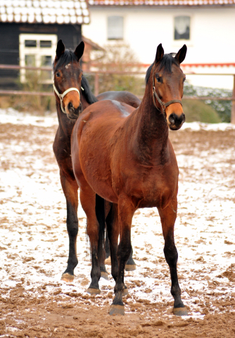 Kavango und sein 2jhriger Freund v. Saint Cyr x Summertime - Beate Langels Gestt Hmelschenburg