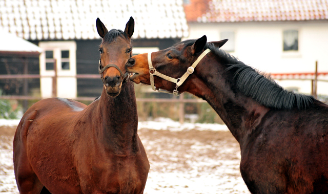 Kavango und sein 2jhriger Freund v. Saint Cyr x Summertime - Beate Langels Gestt Hmelschenburg