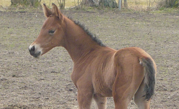 Trakehner Colt by Exclusiv out of Schwalbenfee by Freudenfest, Foto: Richard Langels