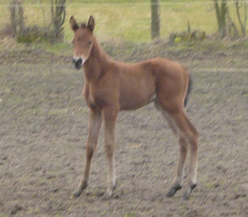 Trakehner Colt by Exclusiv out of Schwalbenfee by Freudenfest, Foto: Richard Langels