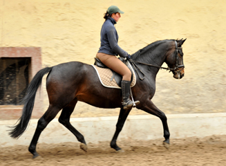 Schumi - Oldenburger Wallach von Summertime u.d. Beloved v. Kostolany - Foto: Beate Langels - Trakehner Gestt Hmelschenburg