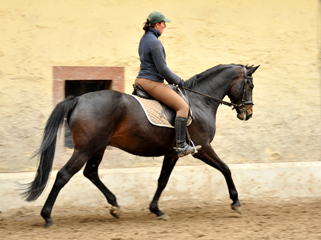 Schumi - Oldenburger Wallach von Summertime u.d. Beloved v. Kostolany - Foto: Beate Langels - Trakehner Gestt Hmelschenburg