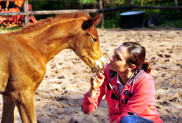 9. April 2017 - Hengstfohlen von High Motion x Caprimond - Foto: Hanke