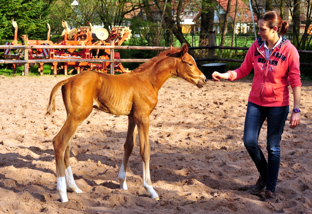 9. April 2017 - Hengstfohlen von High Motion x Caprimond - Foto: Hanke