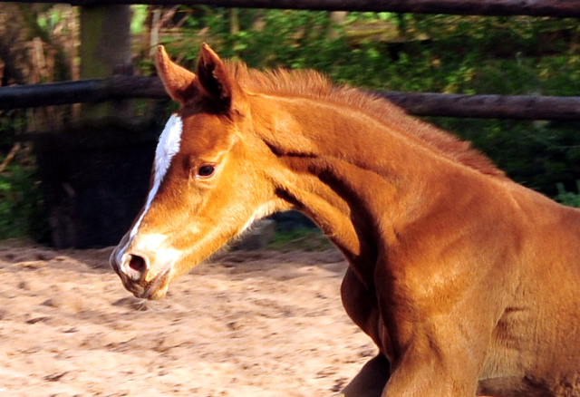 9. April 2017 - Hengstfohlen von High Motion x Caprimond - Foto: Hanke