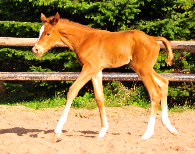 9. April 2017 - Hengstfohlen von High Motion x Caprimond - Foto: Hanke