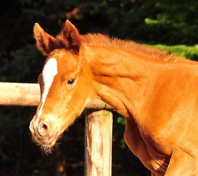 9. April 2017 - Hengstfohlen von High Motion x Caprimond - Foto: Hanke