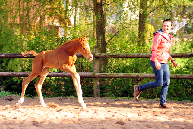 9. April 2017 - Hengstfohlen von High Motion x Caprimond - Foto: Hanke