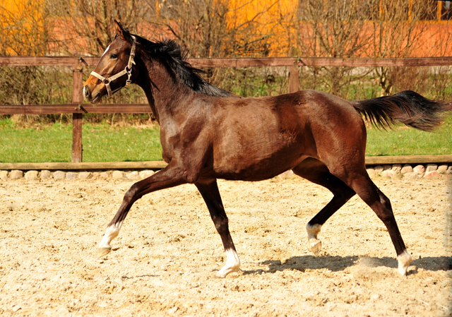 Trakehner Stute Val d'Isre von High Motion u.d. Val de Vienne v. Exclusiv
 - Trakehner Gestt Hmelschenburg - Beate Langels