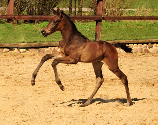 Stutfohlen von His Moment u.d. Pr.u.StPrSt. Katniss Everdeen v. Saint Cyr - Foto: Beate Langels - Trakehner Gestt Hmelschenburg