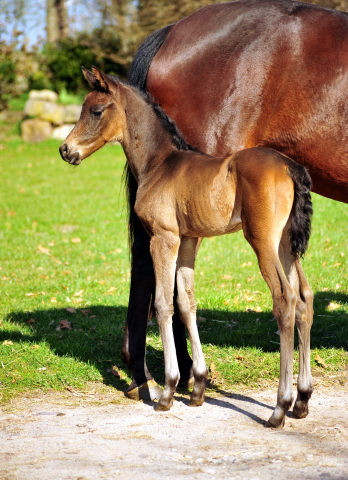 Stutfohlen von His Moment u.d. Pr.u.StPrSt. Katniss Everdeen v. Saint Cyr - Foto: Beate Langels - Trakehner Gestt Hmelschenburg