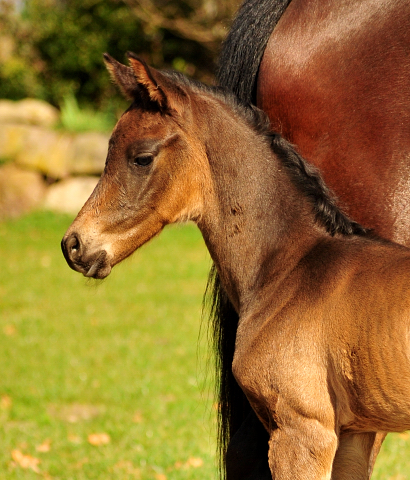 Stutfohlen von His Moment u.d. Pr.u.StPrSt. Katniss Everdeen v. Saint Cyr - Foto: Richard Langels - Trakehner Gestüt Hämelschenburg