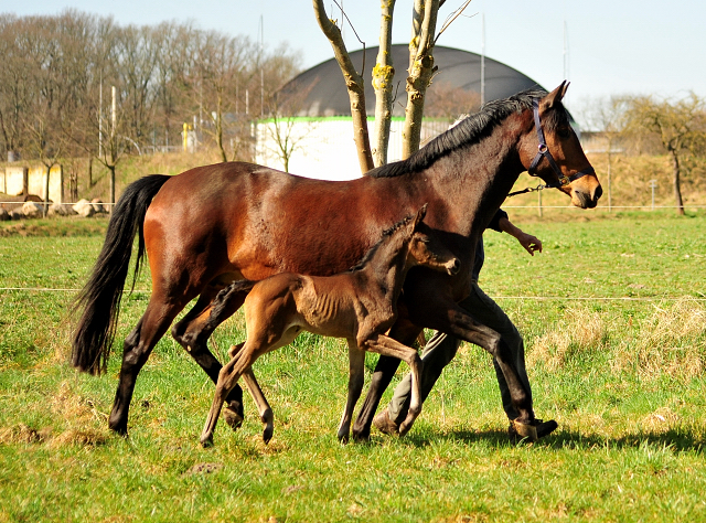 Stutfohlen von His Moment u.d. Pr.u.StPrSt. Katniss Everdeen v. Saint Cyr - Foto: Richard Langels - Trakehner Gestt Hmelschenburg