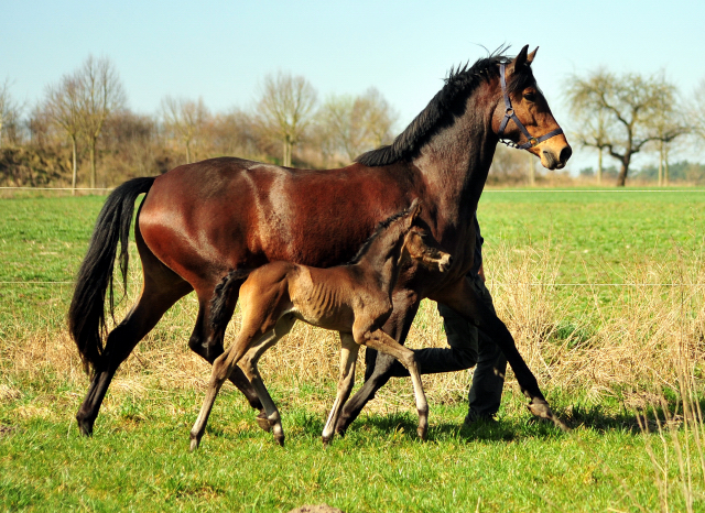 Stutfohlen von His Moment u.d. Pr.u.StPrSt. Katniss Everdeen v. Saint Cyr - Foto: Beate Langels - Trakehner Gestt Hmelschenburg