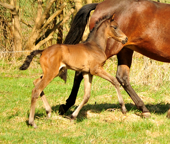 Stutfohlen von His Moment u.d. Pr.u.StPrSt. Katniss Everdeen v. Saint Cyr - Foto: Richard Langels - Trakehner Gestt Hmelschenburg