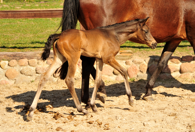 Stutfohlen von His Moment u.d. Pr.u.StPrSt. Katniss Everdeen v. Saint Cyr - Foto: Richard Langels - Trakehner Gestt Hmelschenburg