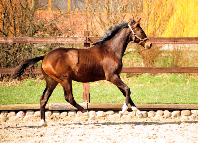 Trakehner Stute Val d'Isre von High Motion u.d. Val de Vienne v. Exclusiv
 - Trakehner Gestt Hmelschenburg - Beate Langels