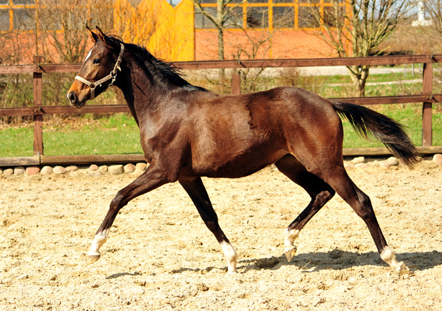 Trakehner Stute Val d'Isre von High Motion u.d. Val de Vienne v. Exclusiv
 - Trakehner Gestt Hmelschenburg - Beate Langels