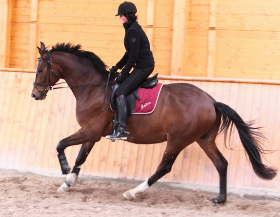 Galileo von Exclusiv - Maestro - Kostolany - Karon, Foto: Dietmar Habert