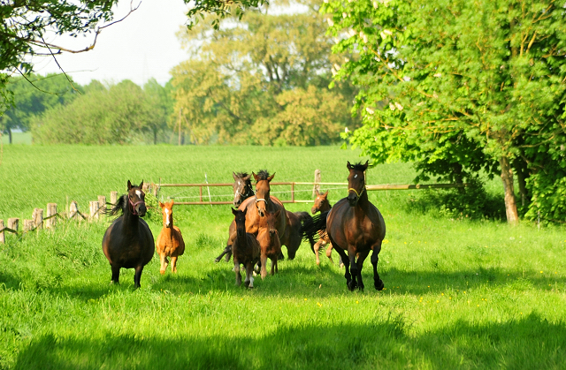 Die Stuten und Fohlen - Foto Beate Langels - Trakehner Gestt Hmelschenburg