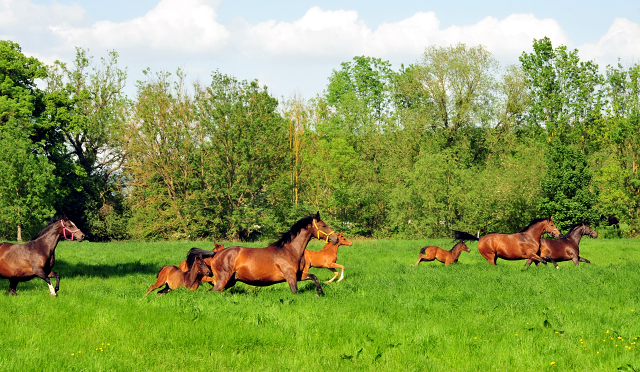 Die Stuten und Fohlen - Foto Beate Langels - Trakehner Gestt Hmelschenburg