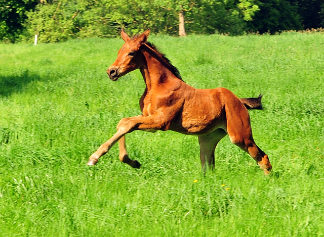 Schwalbe's Beauty von High Motion - Foto Beate Langels - Trakehner Gestt Hmelschenburg