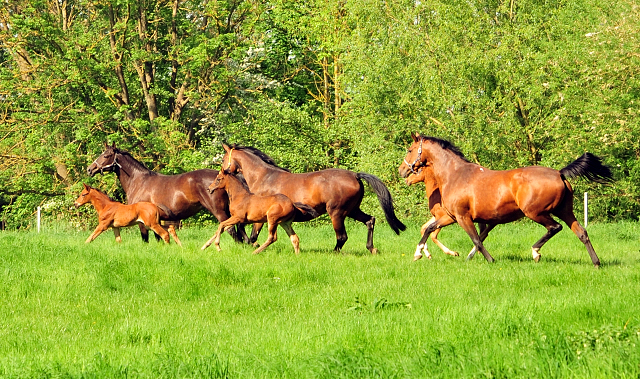 Die Stuten und Fohlen - Foto Beate Langels - Trakehner Gestt Hmelschenburg